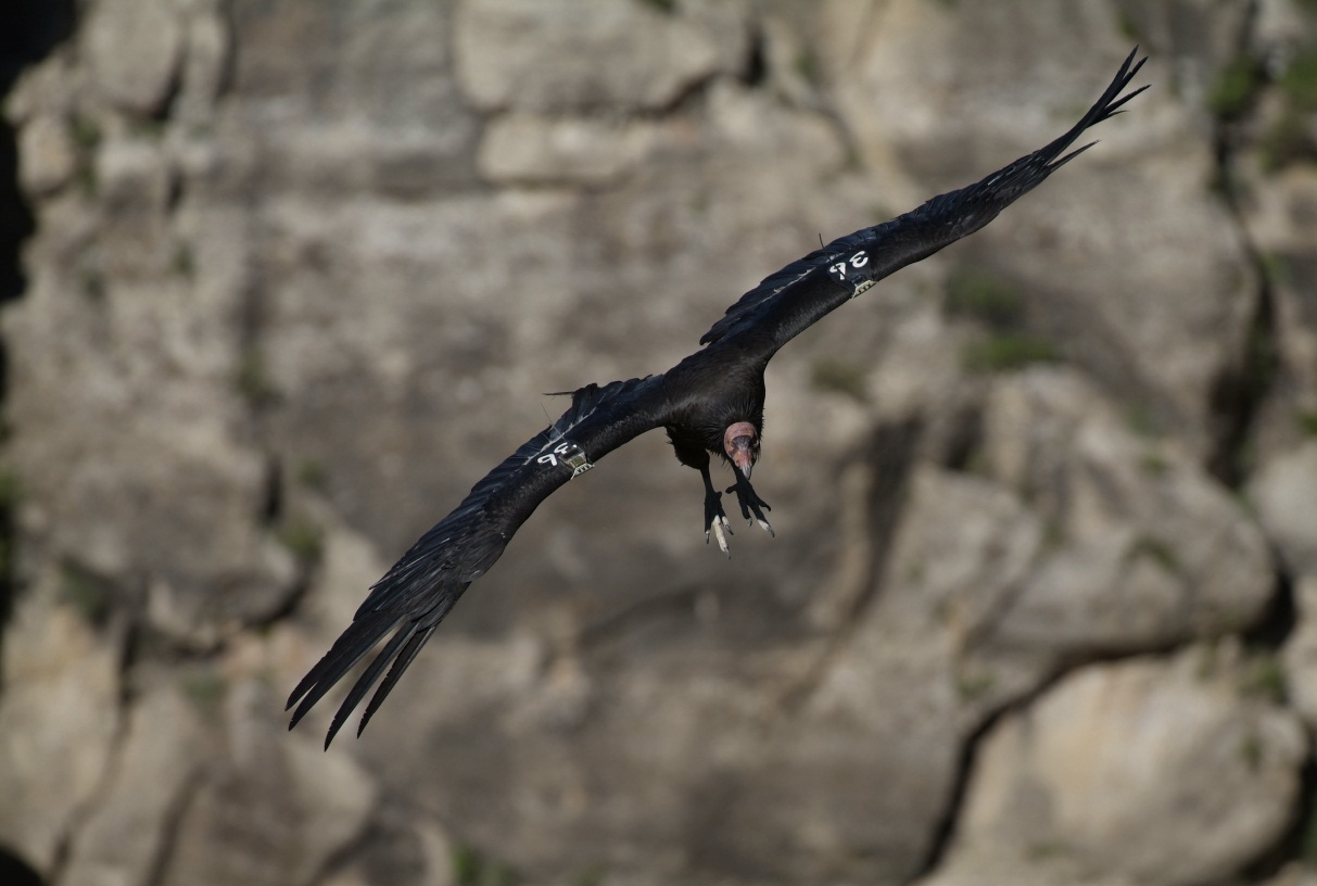 condor—美国突鹰