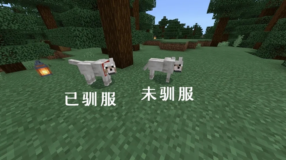 MC中色彩斑斓的狼，你见过吗？ _ 全新视界 探索无限
